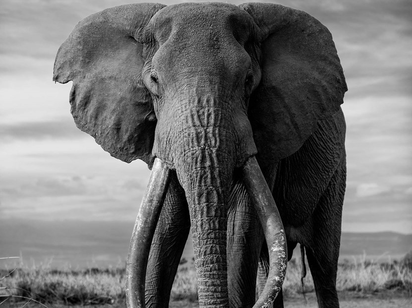 Fotografia - Web Only