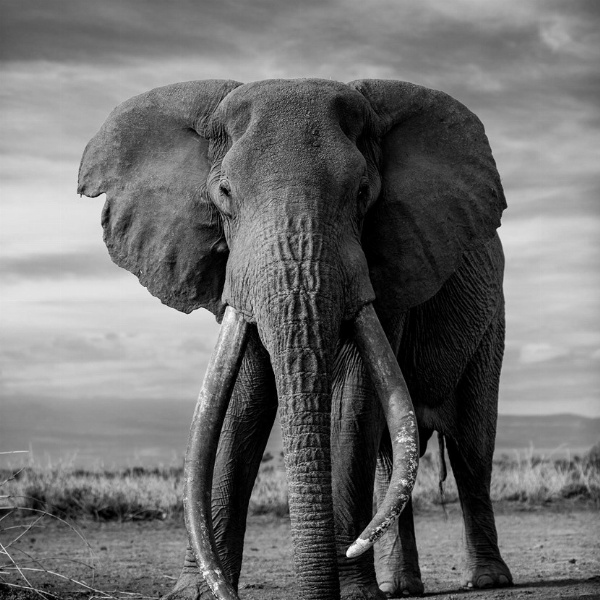 Photography - Web  Only